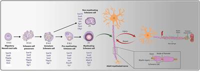 Insights Into the Role and Potential of Schwann Cells for Peripheral Nerve Repair From Studies of Development and Injury